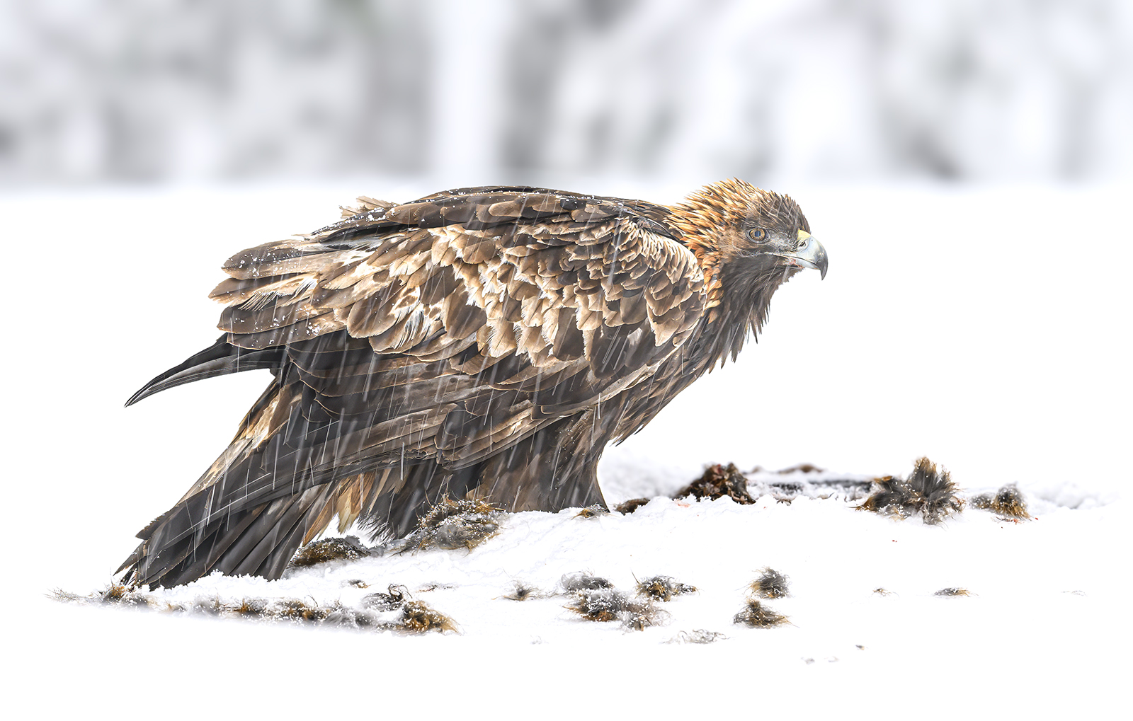 GOLDEN EAGLE IN FALLING SNOW FINLAND